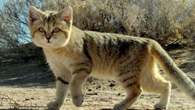 মরুভূমির রহস্যময় বিড়াল: ডাকে কুকুরের মতো!