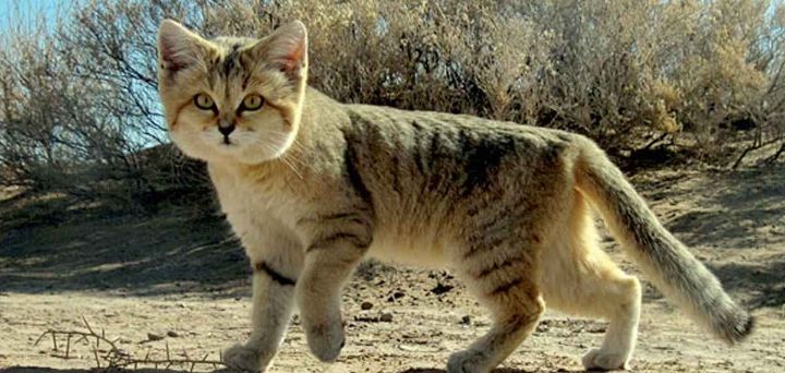 মরুভূমির রহস্যময় বিড়াল: ডাকে কুকুরের মতো!