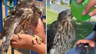 বাজপাখিকে মদ পান: কারাদণ্ডে মিলল কঠোর বার্তা