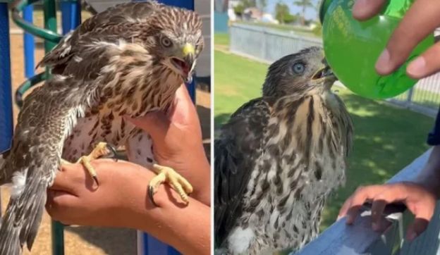 বাজপাখিকে মদ পান: কারাদণ্ডে মিলল কঠোর বার্তা