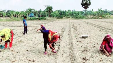 গাইবান্ধার মাঠে নারী শ্রমিকের মজুরি অর্ধেক: কেন এই বৈষম্য?