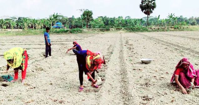 গাইবান্ধার মাঠে নারী শ্রমিকের মজুরি অর্ধেক: কেন এই বৈষম্য?