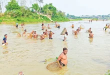 গোমতীর বুকে পলো উৎসব: ৮৫ বছরের সর্দারের রেকর্ড গড়া মাছ ধরা!