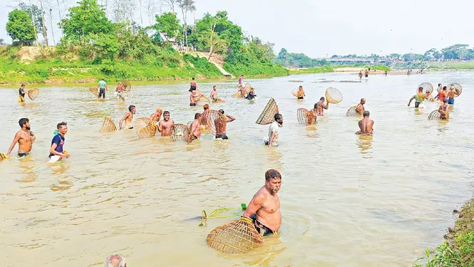 গোমতীর বুকে পলো উৎসব: ৮৫ বছরের সর্দারের রেকর্ড গড়া মাছ ধরা!