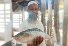 পহেলা বৈশাখে ইলিশের দামে তোলপাড়! সাড়ে ৭ হাজারে এক মাছ, কারণ জানলে অবাক হবেন