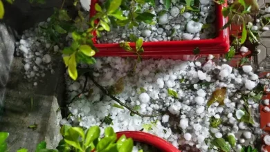 মধ্যরাতে নীলফামারীতে যা ঘটল! ব্যাপক শিলাবৃষ্টিতে লন্ডভন্ড ফসলের মাঠ, আতঙ্কিত মানুষ