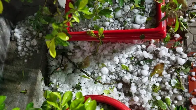 মধ্যরাতে নীলফামারীতে যা ঘটল! ব্যাপক শিলাবৃষ্টিতে লন্ডভন্ড ফসলের মাঠ, আতঙ্কিত মানুষ