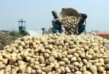 ভিয়েতনামের বাজারে বাংলাদেশের আলু! যা ঘটল রাতে নিন বিস্তারিত