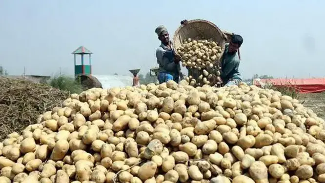 ভিয়েতনামের বাজারে বাংলাদেশের আলু! যা ঘটল রাতে নিন বিস্তারিত