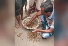 মাটির নিচে লুকিয়ে রাখা ৩২৫ রাউন্ড গুলি! নওগাঁয় চাঞ্চল্যকর ঘটনা