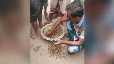 মাটির নিচে লুকিয়ে রাখা ৩২৫ রাউন্ড গুলি! নওগাঁয় চাঞ্চল্যকর ঘটনা