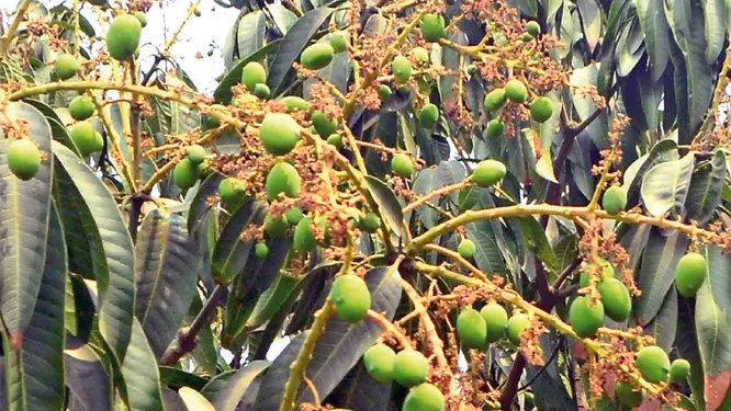 আমের গুটি দেখে চাষিদের মুখে হাসি, কিন্তু শঙ্কাও কম নয়!