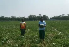 তরমুজের বাম্পার ফলন, তবুও কৃষকের কপালে দুশ্চিন্তার ভাঁজ!