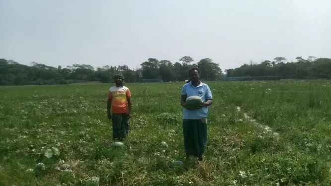 তরমুজের বাম্পার ফলন, তবুও কৃষকের কপালে দুশ্চিন্তার ভাঁজ!