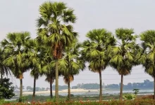 তালগাছ উজাড় হওয়ায় দেশজুড়ে চরম আতঙ্কের খবর! যা ঘটছে তা জানলে চমকে যাবেন