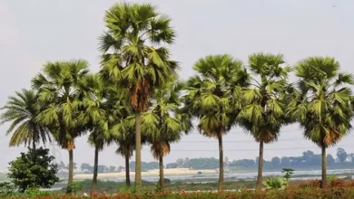 তালগাছ উজাড় হওয়ায় দেশজুড়ে চরম আতঙ্কের খবর! যা ঘটছে তা জানলে চমকে যাবেন
