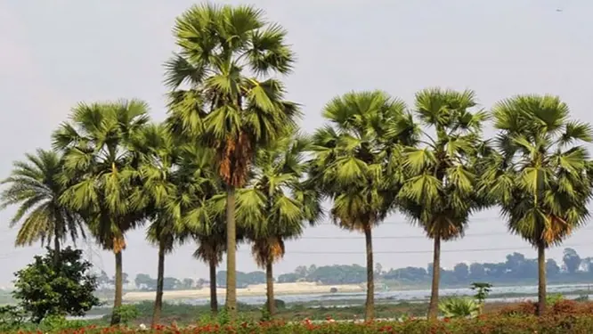 তালগাছ উজাড় হওয়ায় দেশজুড়ে চরম আতঙ্কের খবর! যা ঘটছে তা জানলে চমকে যাবেন