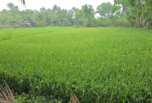 ডিজেল সংকটে ৩০ হাজার হেক্টর জমির ধানচাষ মুহূর্তেই শেষ? জানলে চমকে যাবেন!