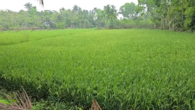 ডিজেল সংকটে ৩০ হাজার হেক্টর জমির ধানচাষ মুহূর্তেই শেষ? জানলে চমকে যাবেন!