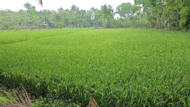 ডিজেল সংকটে ৩০ হাজার হেক্টর জমির ধানচাষ মুহূর্তেই শেষ? জানলে চমকে যাবেন!