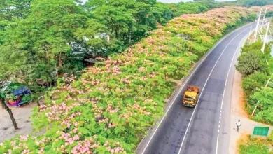 ভাওয়ালের বুকে মহাসড়কে যা দেখল যাত্রীরা! চমকে যাবেন ভাবলেও!