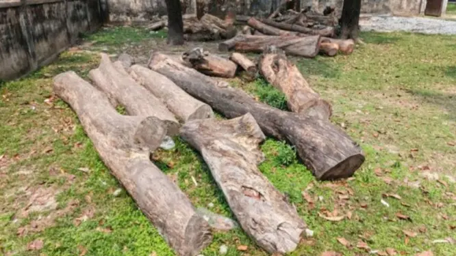 লক্ষ টাকার গাছ মাঠে পড়ে নষ্ট! উদাসীনতায় সরকারের কি কোটি টাকার ক্ষতি?