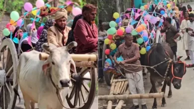 গরুর গাড়িতে বিয়ে: হাজারো মানুষের ভিড়ে যা ঘটল!