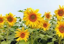 সূর্যমুখীর বাম্পার ফলন! বিদেশ থেকে তেল আমদানি কি বন্ধ হবে?