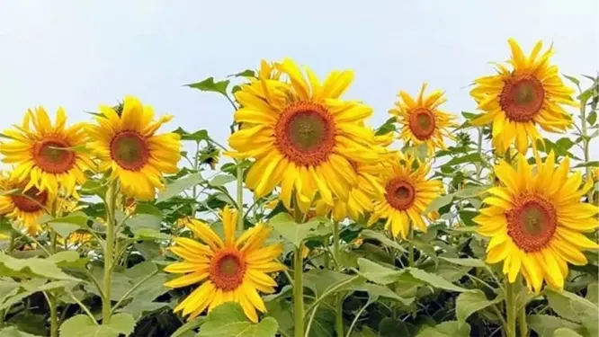 সূর্যমুখীর বাম্পার ফলন! বিদেশ থেকে তেল আমদানি কি বন্ধ হবে?