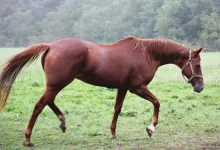 ঘোড়ার মাংস বিক্রি! কারাদণ্ড পেল ৩, যা ঘটল নবাবগঞ্জে