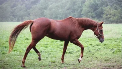 ঘোড়ার মাংস বিক্রি! কারাদণ্ড পেল ৩, যা ঘটল নবাবগঞ্জে