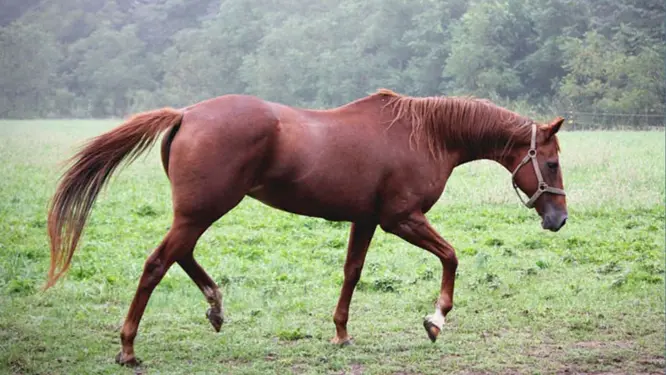 ঘোড়ার মাংস বিক্রি! কারাদণ্ড পেল ৩, যা ঘটল নবাবগঞ্জে