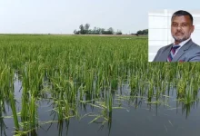 হাওরের সর্বনাশ! বৃষ্টিতে ফসল ডোবার আশঙ্কায় প্রধানমন্ত্রীকে খোলা চিঠি