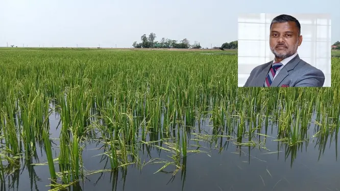 হাওরের সর্বনাশ! বৃষ্টিতে ফসল ডোবার আশঙ্কায় প্রধানমন্ত্রীকে খোলা চিঠি