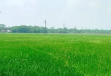 ডিজেল নেই, বোরো ক্ষেতে আগুন! কান্না হারানো কৃষকদের কী হবে?