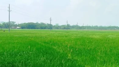 ডিজেল নেই, বোরো ক্ষেতে আগুন! কান্না হারানো কৃষকদের কী হবে?