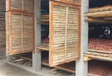 পেঁয়াজের মাচা ধসে যা ঘটল… মুহূর্তে শেষ হলো মাদ্রাসাছাত্রীর জীবন!