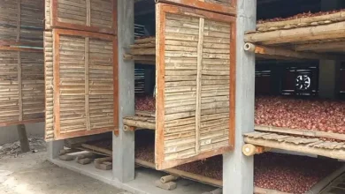 পেঁয়াজের মাচা ধসে যা ঘটল… মুহূর্তে শেষ হলো মাদ্রাসাছাত্রীর জীবন!