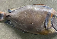 বঙ্গোপসাগরে মিলল বিরল 'ট্যাং মাছ'! দাম জানলে চমকে যাবেন