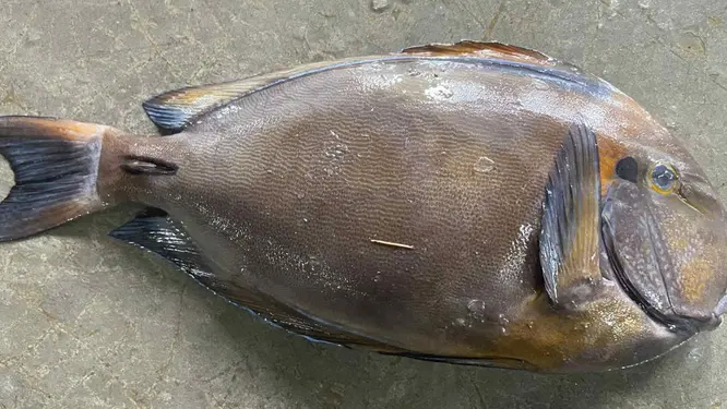 বঙ্গোপসাগরে মিলল বিরল 'ট্যাং মাছ'! দাম জানলে চমকে যাবেন