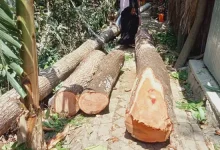 ইউনিয়ন পরিষদের গাছ যুবলীগ নেতার বাড়িতে! যা ঘটল জানলে অবাক হবেন