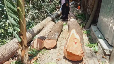 ইউনিয়ন পরিষদের গাছ যুবলীগ নেতার বাড়িতে! যা ঘটল জানলে অবাক হবেন