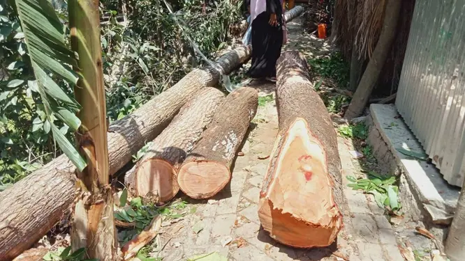 ইউনিয়ন পরিষদের গাছ যুবলীগ নেতার বাড়িতে! যা ঘটল জানলে অবাক হবেন