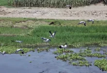ইছামতি নদীতে হঠাৎ যা ঘটল… অজানা পাখি দেখতে উপচেপড়া ভিড়!