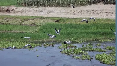 ইছামতি নদীতে হঠাৎ যা ঘটল… অজানা পাখি দেখতে উপচেপড়া ভিড়!