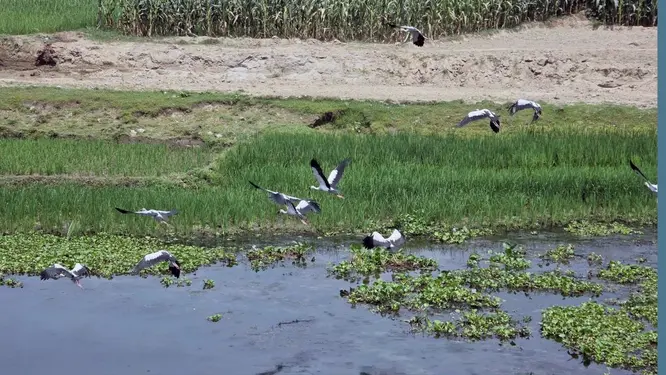 ইছামতি নদীতে হঠাৎ যা ঘটল… অজানা পাখি দেখতে উপচেপড়া ভিড়!