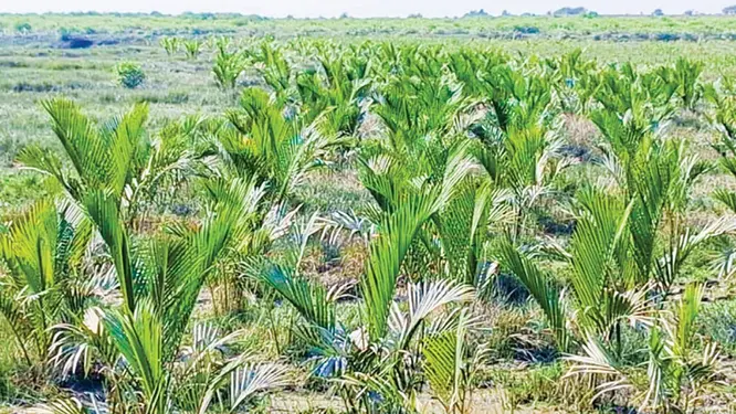 ভাঙন ঠেকাতে হঠাৎ এই গাছ! উপকূলে নতুন সবুজ ঝড়!