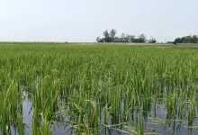 হাওরের সবুজে কান্না! বাঁধের কারণে ডুবলো কৃষকের সোনালী স্বপ্ন