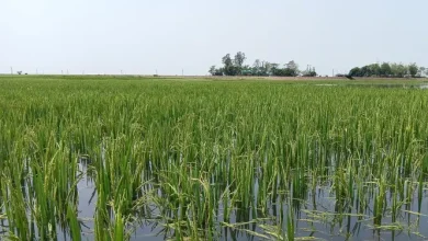 হাওরের সবুজে কান্না! বাঁধের কারণে ডুবলো কৃষকের সোনালী স্বপ্ন