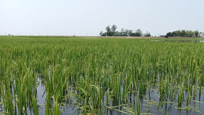 হাওরের সবুজে কান্না! বাঁধের কারণে ডুবলো কৃষকের সোনালী স্বপ্ন